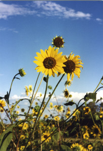 sunflowers