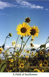 sunflowers title
